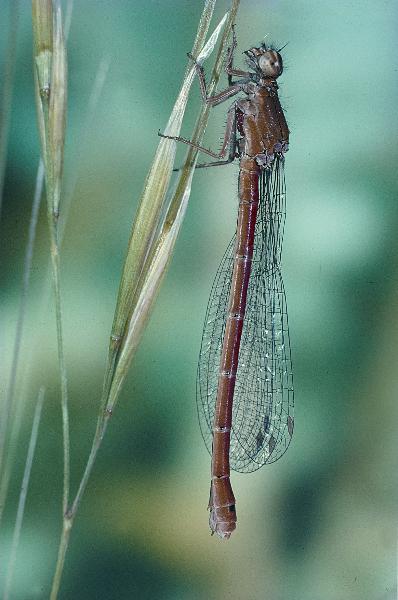 Photo of Amphiagrion abbreviatum by Robert A. Cannings